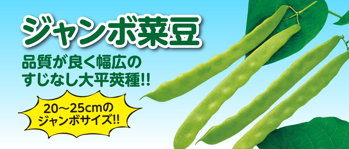 ジャンボ菜豆