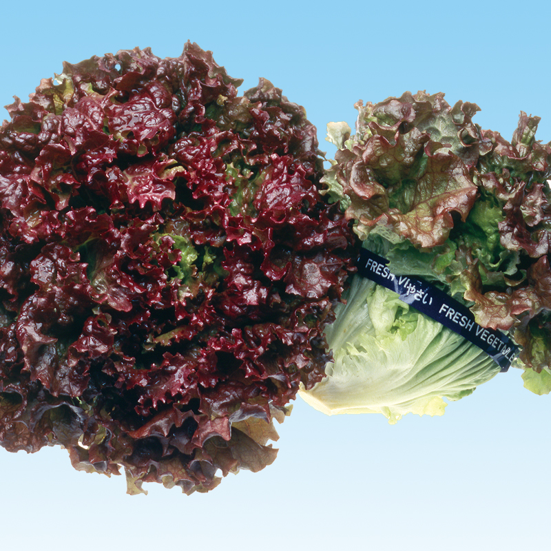 レタス サラダ菜の品種一覧 野菜の種の通信販売 中原採種場 株